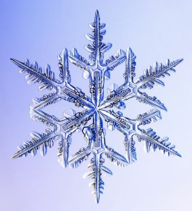 Real-Snowflakes-christmas-9447379-518-570