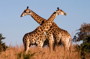 Giraffe_Ithala_KZN_South_Africa_Luca_Galuzzi_2004